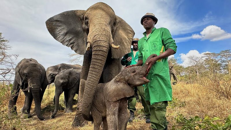 Soins éléphant Kenya